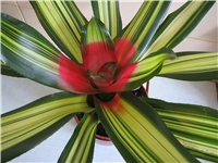b97f7ec6-Bromelia Premium (2).JPG